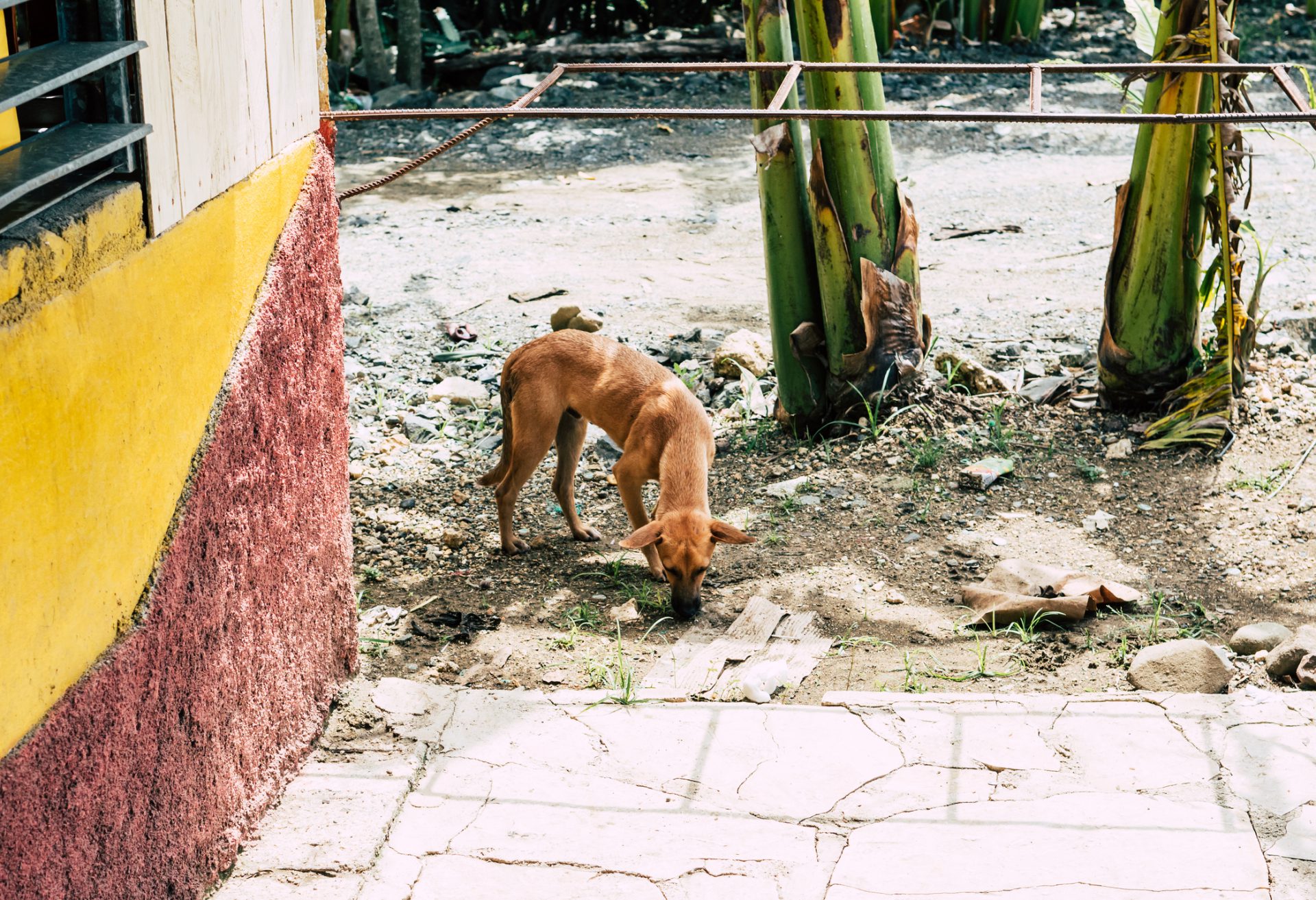 Stray dog searching for food