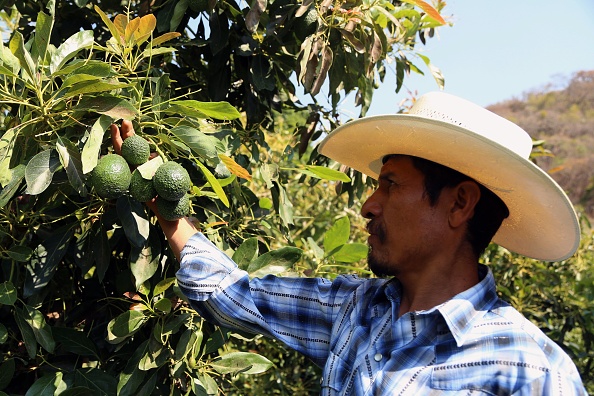A farmer works at an avocado plantation in El Carmen ranch in the community of Tochimilco, Puebla State, Mexico, on April 5, 2019. - US President Donald Trump landed in California Friday to view newly built fencing on the Mexican border, even as he retreated from a threat to shut the frontier over what he says is an out-of-control influx of migrants and drugs. (Photo by Jose CASTANARES / AFP) (Photo credit should read JOSE CASTANARES/AFP via Getty Images)