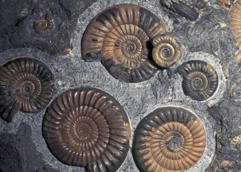 FOSSIL AMMONITES, JURASSIC, PROMICROCERAS PLANICOSTA, UK.