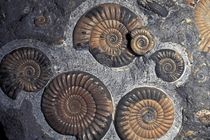 FOSSIL AMMONITES, JURASSIC, PROMICROCERAS PLANICOSTA, UK.