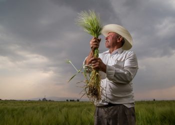 Las agro exportaciones han sido un hito económico en México.