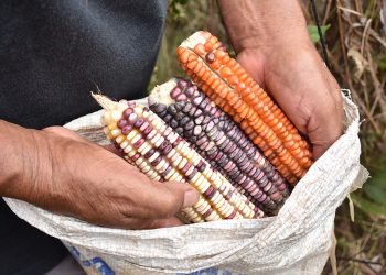 Maíz nativo de la Península de Yucatán. (Foto: Fernando Morales / CIMMYT)